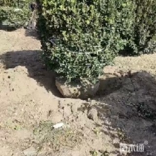 冠幅2000厘米大叶黄杨球