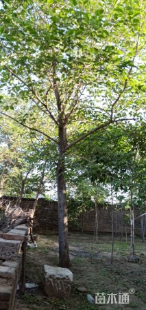 15公分构树