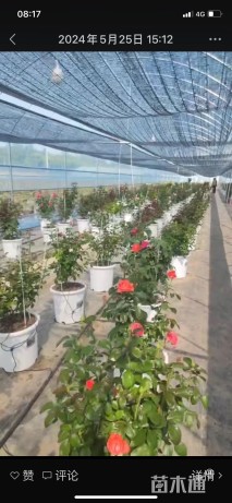 正宗黑疤克大盆栽,大切花品种繁多,质量保证!现定先挑。