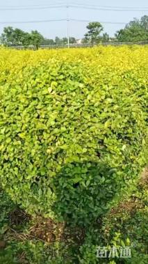 冠幅120厘米金叶女贞球