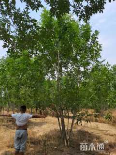 高度500厘米丛生白蜡