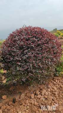 冠幅150厘米红花继木球