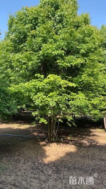 25公分美国红枫-红点