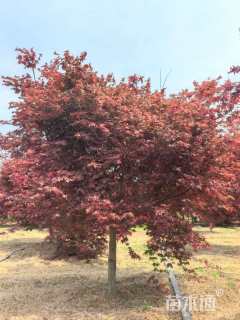 12公分日本红枫