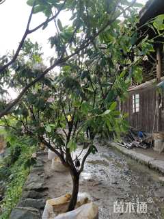 高度300厘米高山杜鹃