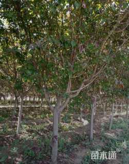 8公分红宝石海棠