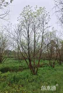 60公分(5杆)丛生乌桕