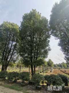 90公分(3杆)丛生香樟