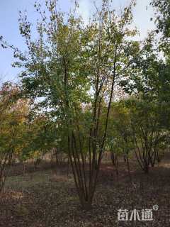 高度800厘米丛生三角枫