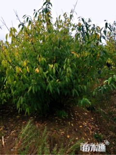 高度300厘米丛生蜡梅