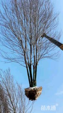 高度700厘米丛生美国红枫