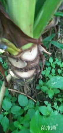 40厘米穿孔龟背竹