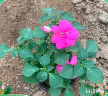 高度35厘米非洲凤仙