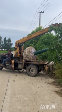 15公分日本晚樱