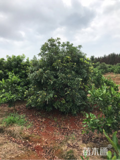 冠幅2500厘米杨梅球