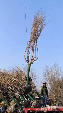 10公分日本晚樱