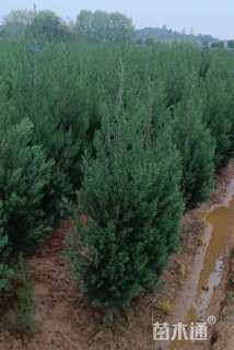 高度160厘米松柏