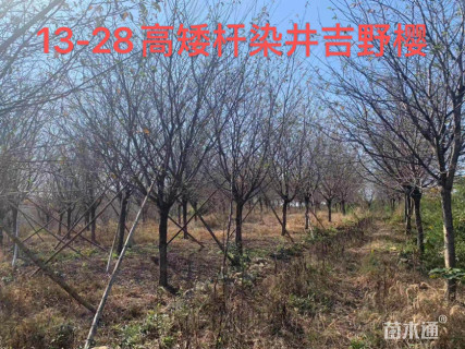 15公分高杆染井吉野樱