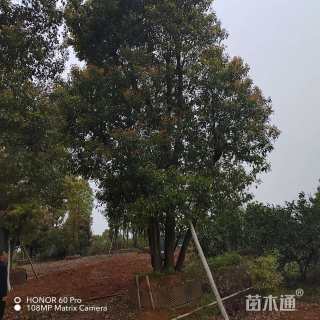 70公分丛生香樟