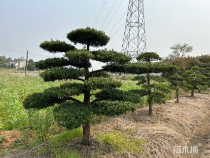 移栽苗造型罗汉松
