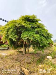 高度3厘米羽毛枫