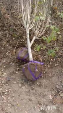 高度280厘米木槿