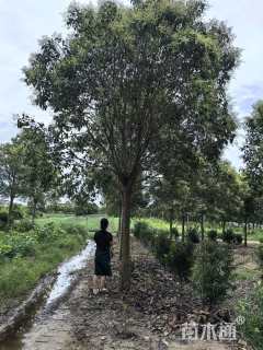 16公分大叶女贞