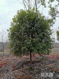 10公分红叶石楠