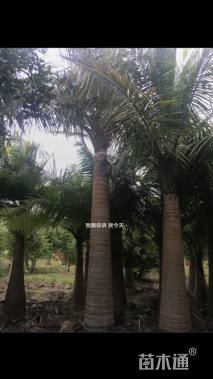 裸干高200厘米国王椰子