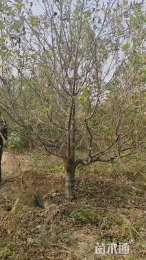 10公分八棱海棠