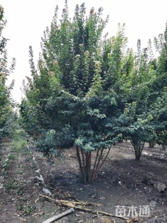 高度550厘米丛生三角枫