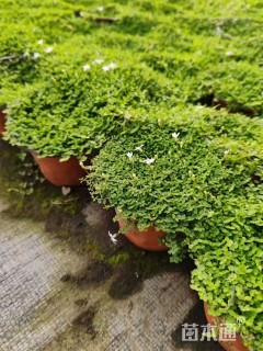 高度10厘米半边莲