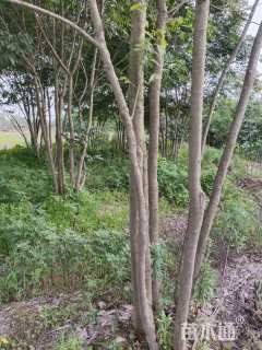 50公分(5杆)丛生无患子