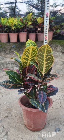 高度35厘米非洲茉莉