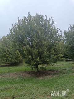 18公分北美海棠