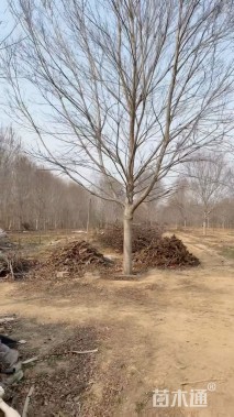 20公分美国红枫-红点