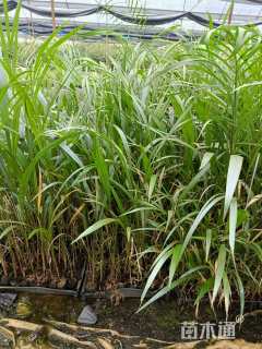 裸干高20厘米大王椰子