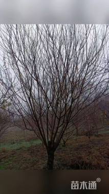 15公分青叶碧桃