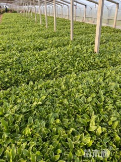 高度25厘米金边玉簪