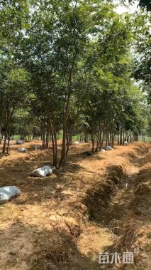 30公分(5杆)丛生朴树