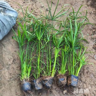 高度80厘米旱伞草