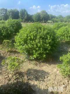 冠幅180厘米海桐球