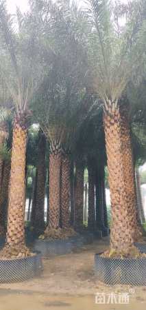 裸干高400厘米银海枣