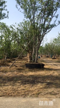 90公分(4杆)丛生朴树
