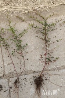 高度35厘米火棘