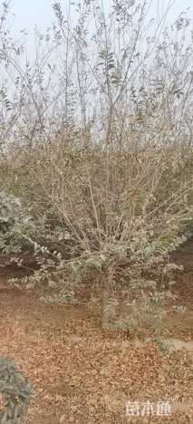 高度400厘米小叶女贞