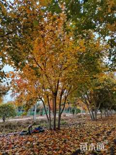 高度800厘米丛生五角枫