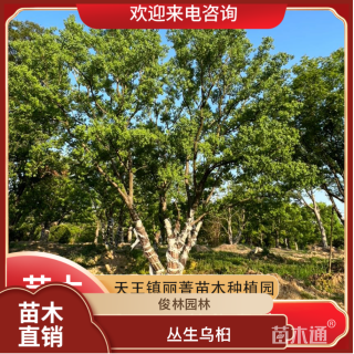 12公分丛生乌桕