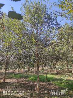 高度700厘米丛生白桦