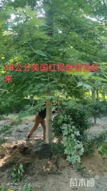 16公分美国红枫